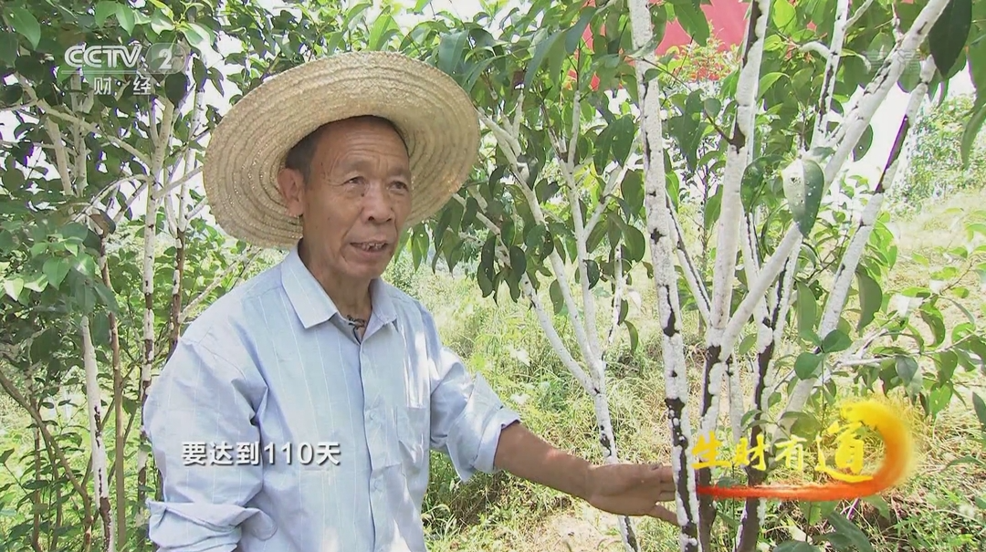 当芷江遇上央视：丰收和致富撞个满怀 ——咱们家乡有特产：白蜡满树 茶油飘香