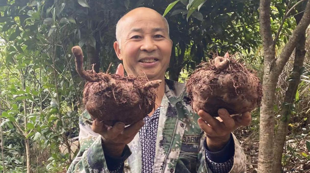 学堂湾村:魔芋托起致富梦