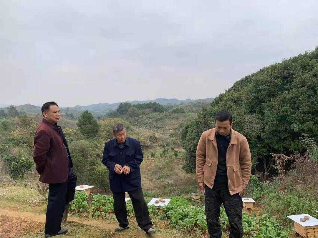 我为群众办实事丨承租合同约定不明  死了蜜蜂毁了桔园  芷江司法所成功调处一起民事纠纷