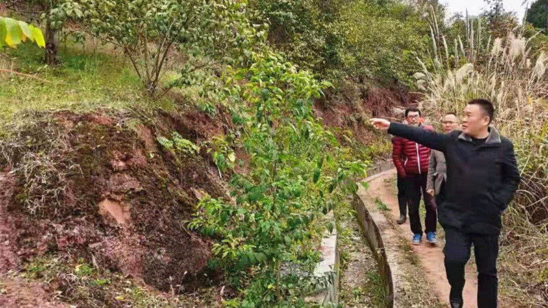 罗旧镇青鹤溪村： “小产业”找到村级集体经济“大出路”