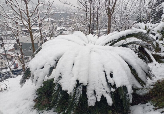 降水短暂间歇，6日雨雪又将起