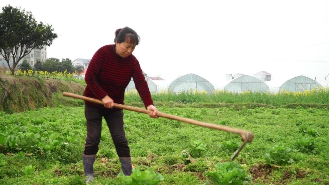 人勤春光好 春耕备耕忙丨罗旧镇：春耕备耕好时光 人勤春早争农时