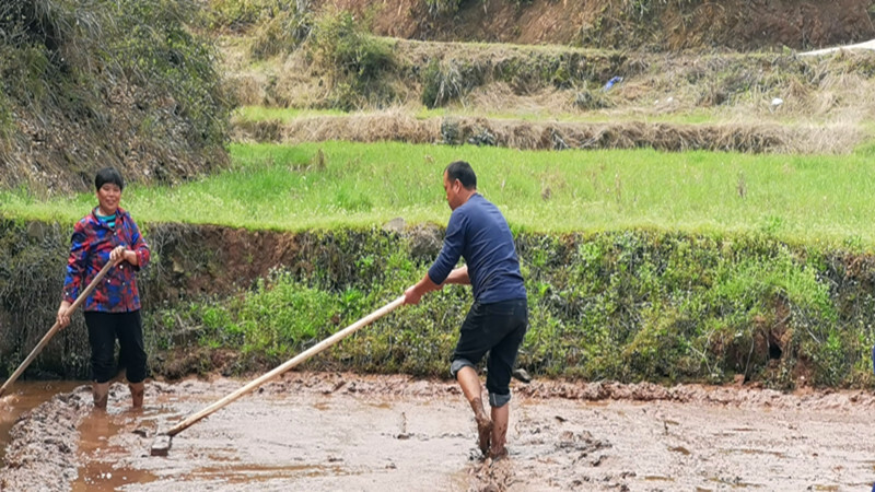 清廉公坪促振兴：土地全流转 春耕开好局