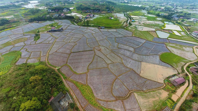 助春耕 促发展丨VR视角全景观看芷江烟叶示范基地