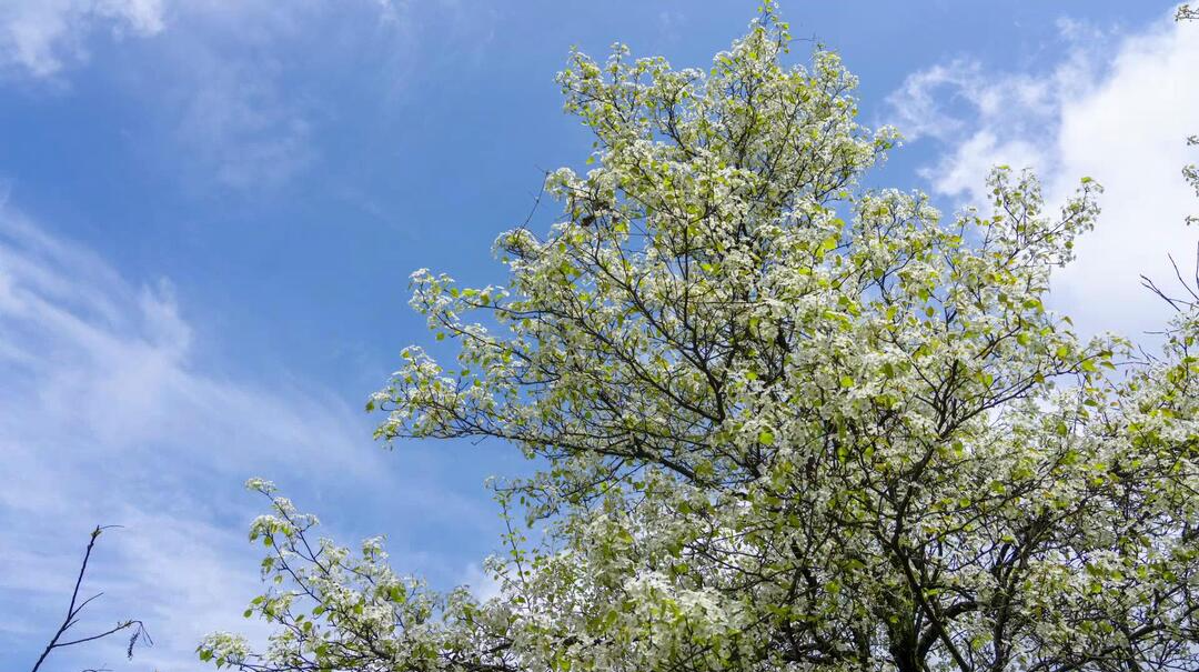 大美芷江丨一树梨花迎风怒放，占尽满山春色
