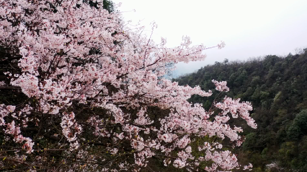大美芷江丨阳春三月，漫山遍野樱花开