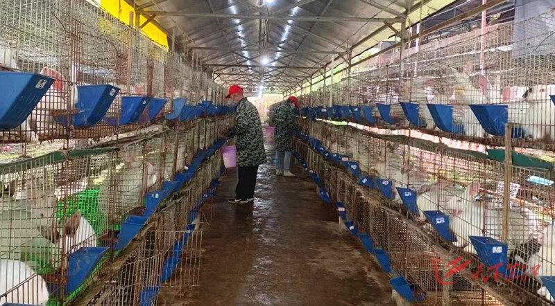 庆陵跑山兔： 助力农民增收 保证舌尖上的安全