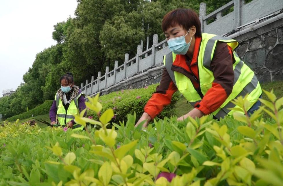 我劳动  我光荣 | 园林工人陈习莲：做好绿化养护 为城市“增红添绿”