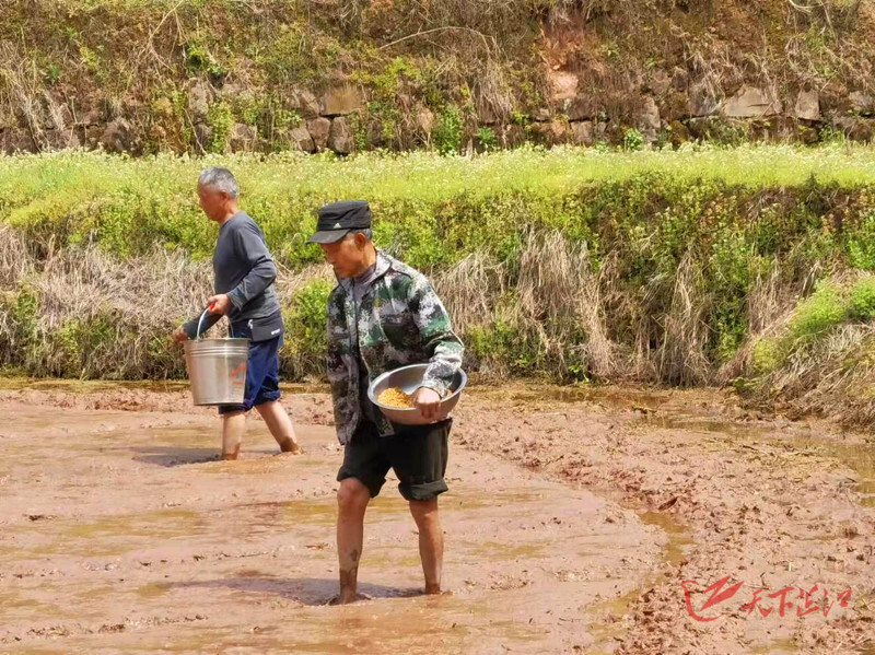 公坪镇：大力发展制种产业 守住粮食安全