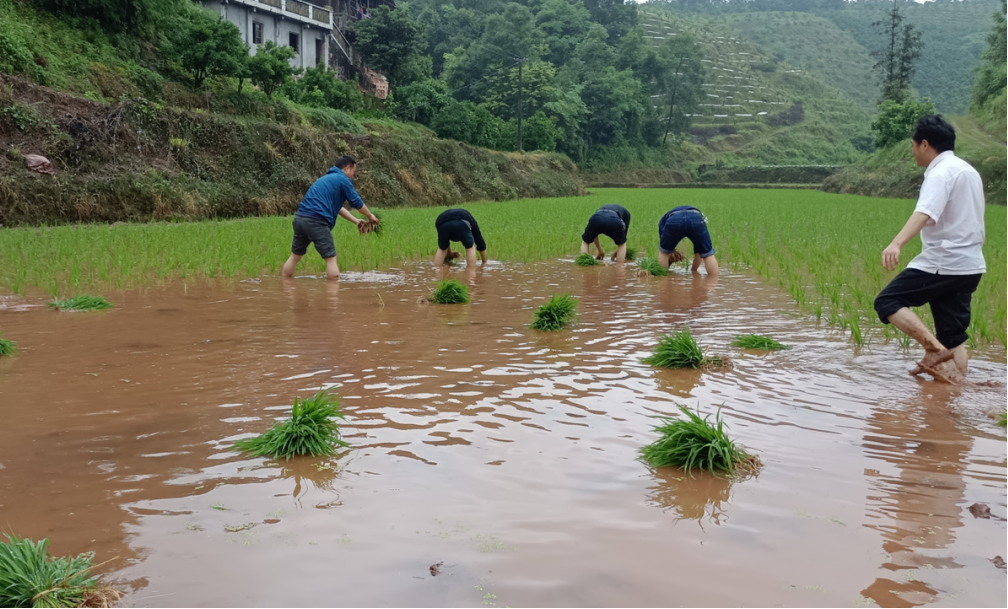 县供销联社：党群心连心  插秧助春耕