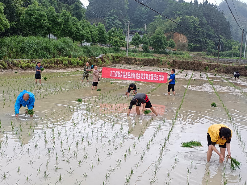 县民政局：民政党员践初心 冒雨助农忙插秧