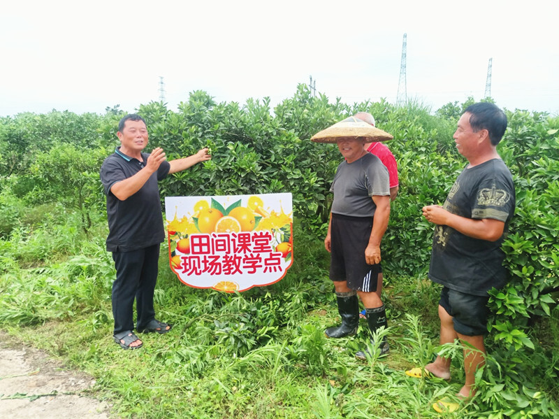 芷江镇：“田间课堂”零距离，助力柑桔科学种植