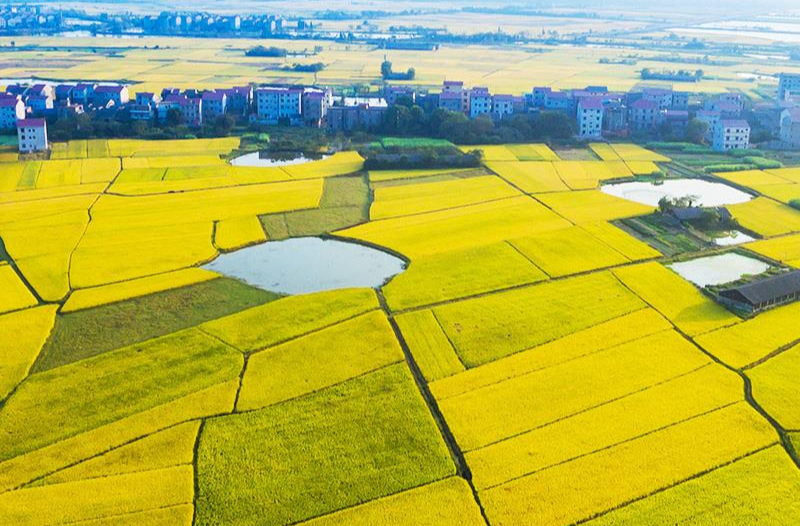 大国“粮”策丨绷紧粮食安全这根弦 习近平这些话要牢记