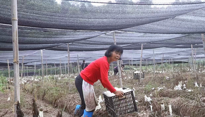 冷水溪乡：发挥党建引领 做强特色产业 助力乡村振兴