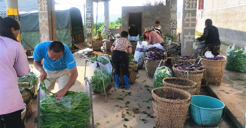 新店坪镇：夏季蔬菜大丰收 装车贩运销售忙