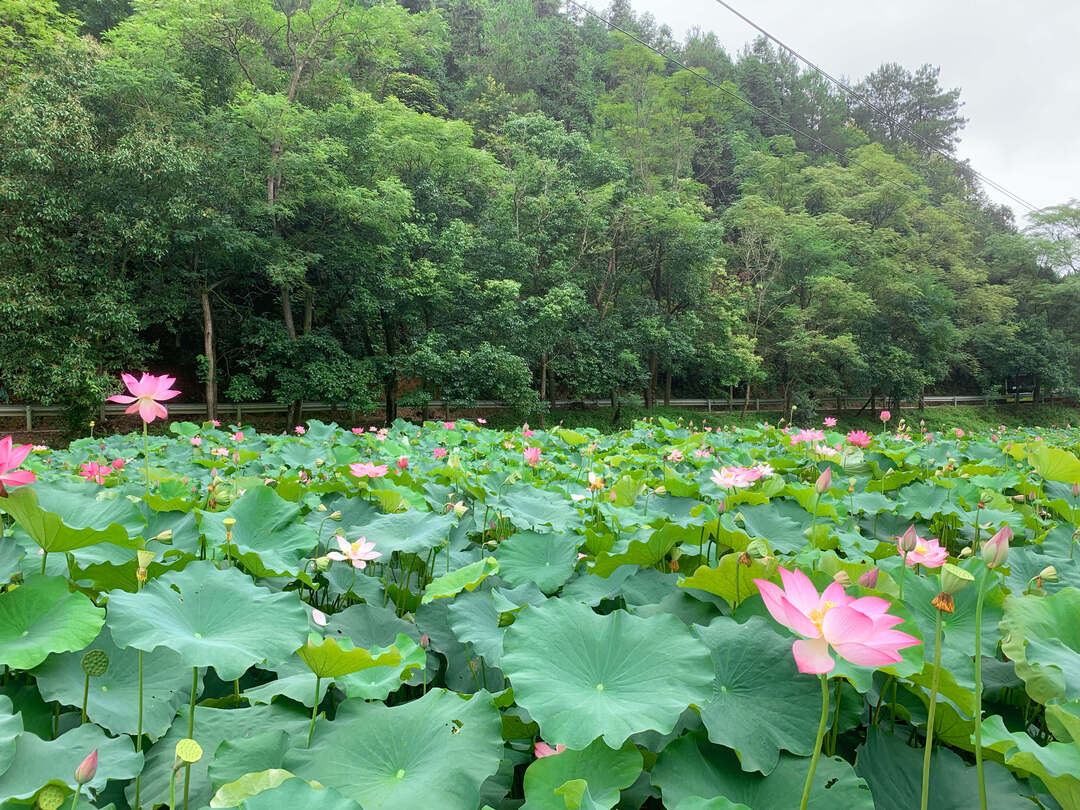 三道坑镇：清风莲韵，开启盛夏廉旅行