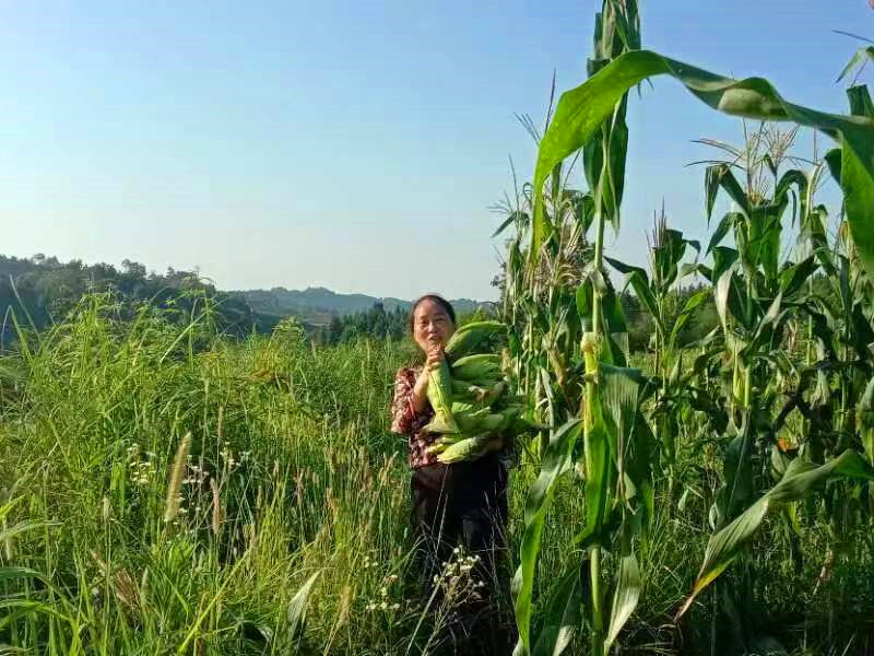 洞下场乡古尧村：甜糯玉米喜获丰收