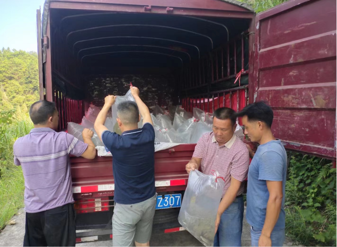 水宽乡:增殖放流30万尾鱼苗“安家”溪流