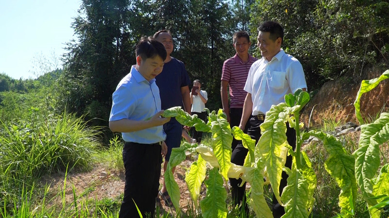 梁志平在大新田村调研乡村振兴工作时强调：大力发展烤烟种植  努力让“绿叶”变“金叶”