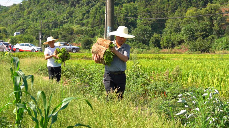 芷江：严守耕地红线 让“肥田”变“粮田”