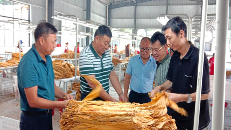 市烟草专卖局在碧涌镇调研指导烤烟生产