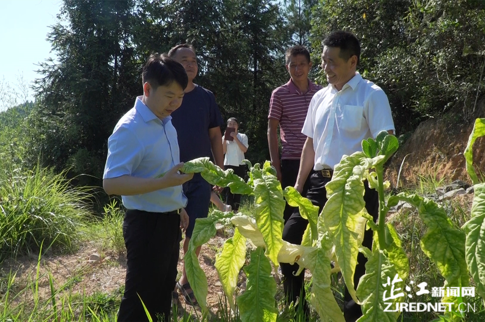 梁志平在大新田村调研乡村振兴工作时强调：大力发展烤烟种植 努力让“绿叶”变“金叶”