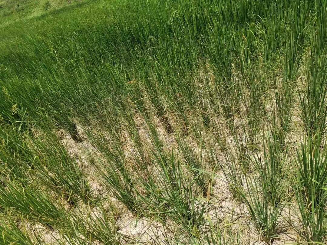 农业保险撑起抵御旱灾护农增收的“保护伞”