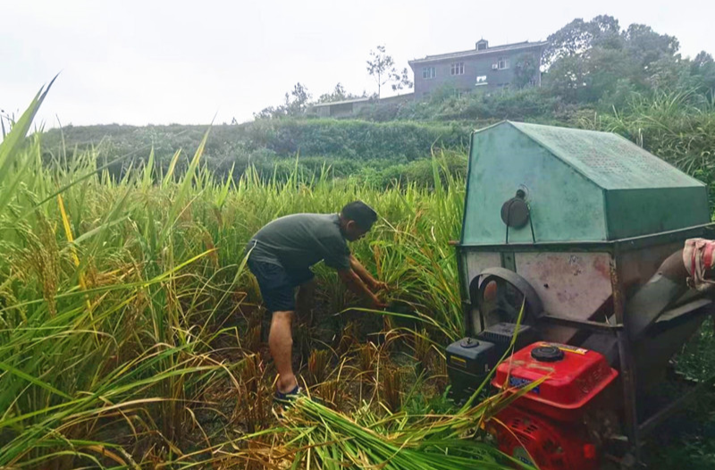 帮助村民秋收 用汗水践行初心和使命