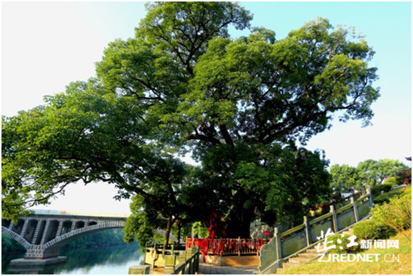 为古树名木撑起“保护伞” 芷江2022年保险金额突破12亿