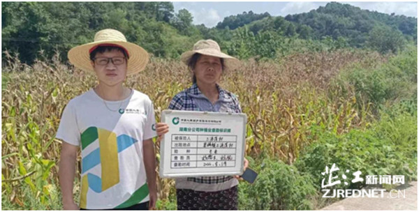 芷江：“绿色理赔通道”助力玉米种植受灾户自救