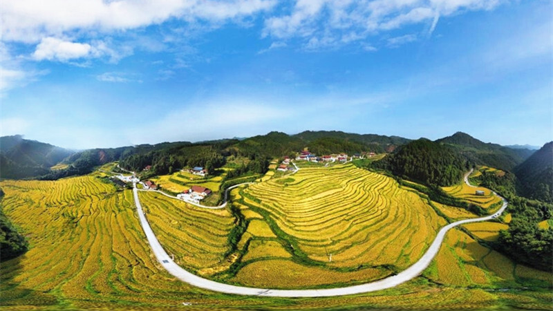 丰收节里话丰收丨芷江金秋遍地香 处处好“丰”景
