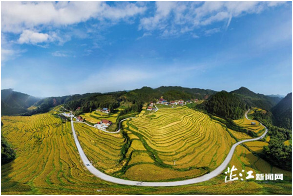 丰收节里话丰收∣芷江金秋遍地香 处处好“丰”景