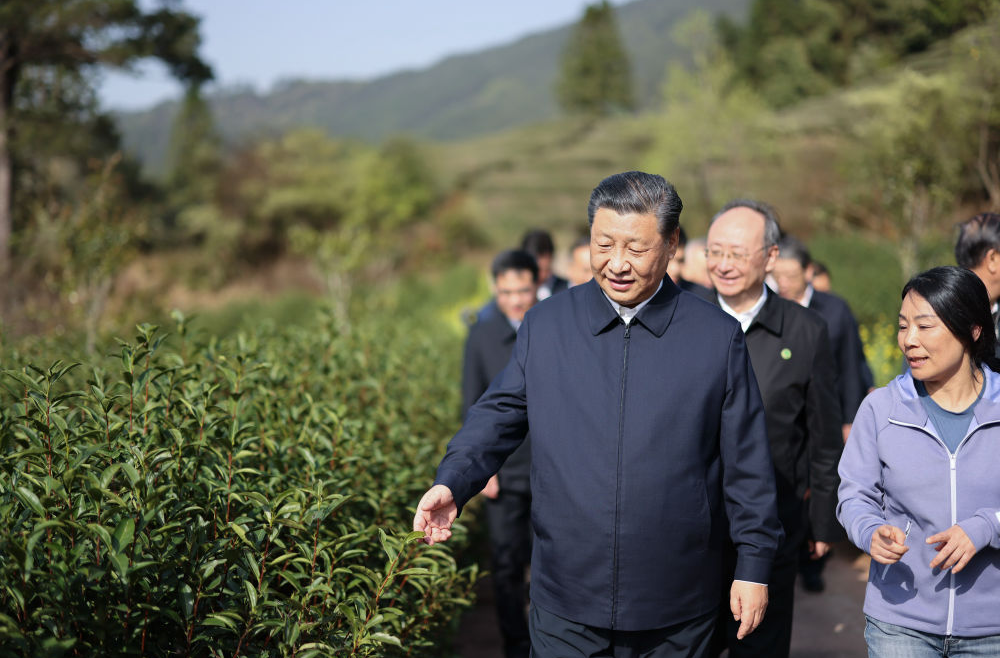 总书记挂念的“关键小事”丨让“小作物”成为助力脱贫致富的“大产业”
