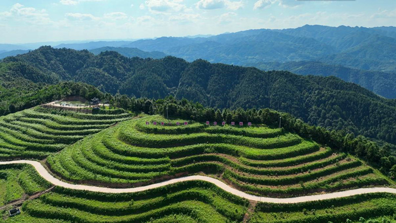 芷江这十年丨芷江：坚持党建引领 助推乡村振兴