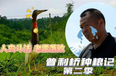 《普利桥种粮记·夏管篇》 第1集：人鸟斗法 老雷落败
