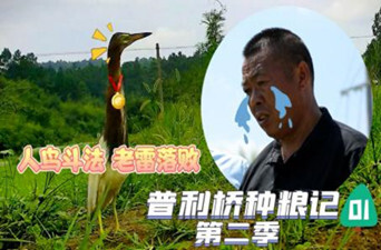 普利桥种粮记第二季|第一集   人鸟斗法 老雷落败