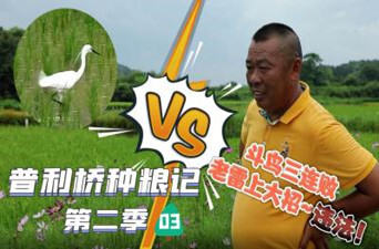 普利桥种粮记2｜第三集：斗鸟三连败 老雷上大招～被举报！