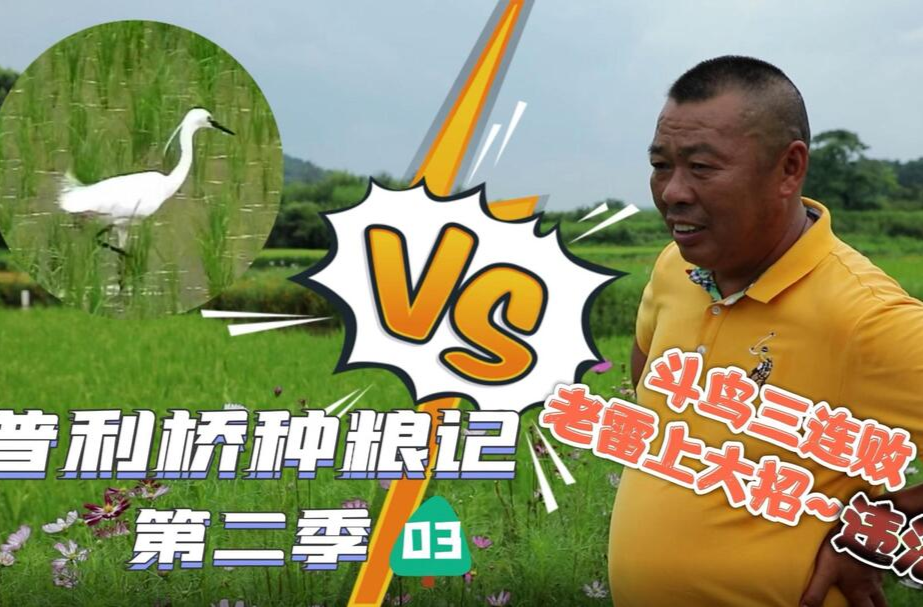 《普利桥种粮记·夏管篇》第3集：斗鸟三连败 老雷上大招～被举报！