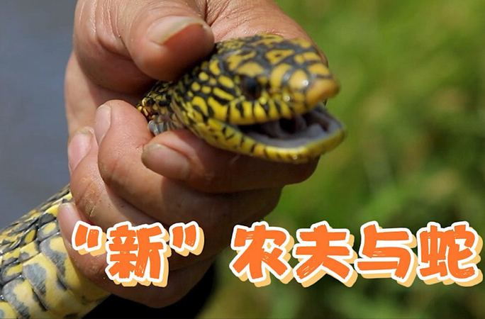 《普利桥种粮记·夏管篇》第5集：种生态田，到底有多难？看了TA们，我明白了～
