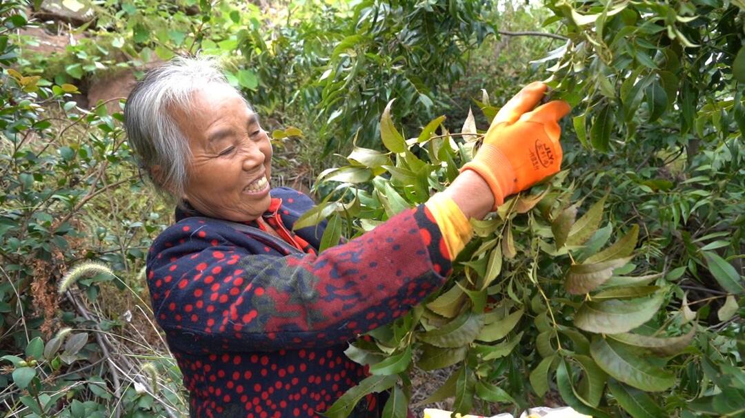 碧根果扎根芷江 喜迎丰收
