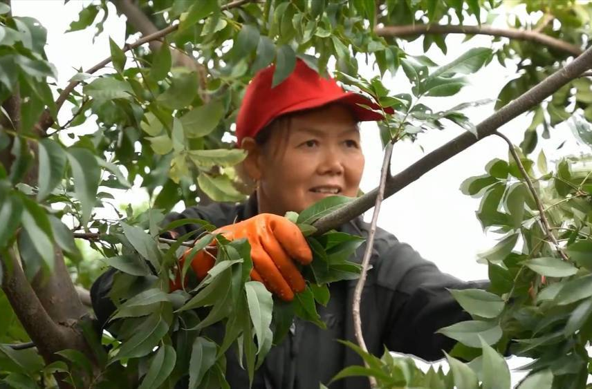 新华全媒+｜湖南怀化：碧根果试种六年喜迎丰收