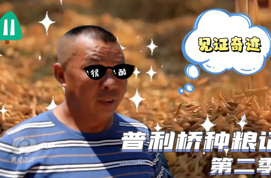 《普利桥种粮记·夏管篇》第11集：开镰啦！不施肥、不打药 亩产能有多少？