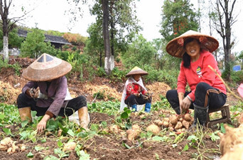 岩桥镇槐花园村：干群齐心抗旱保收成 金秋十月凉薯喜丰收