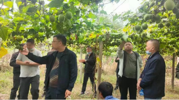 在党的二十大精神指引下丨牛牯坪乡：引进新型产业 助推乡村振兴