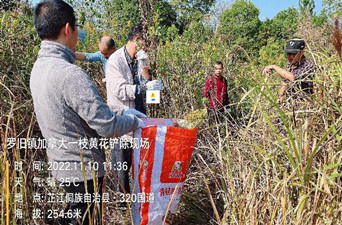 守护农业生态环境安全 全力围剿“加拿大一枝黄花”