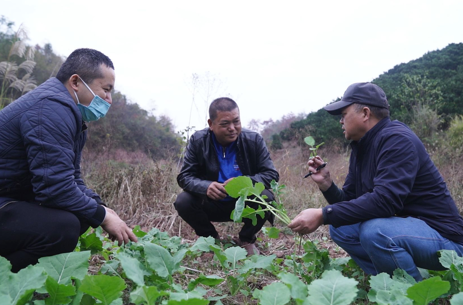 芷江：农技专家赴田间地头 实地指导油菜育苗