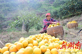 芷江：特色产业兴 增收路更宽