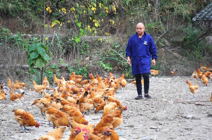 芷江小渔溪村：林下养殖土鸡 括宽群众致富路