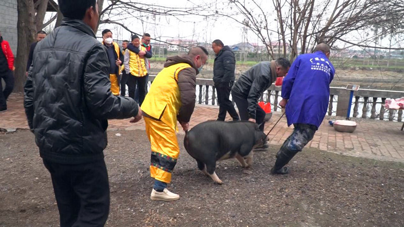 文化进万家 欢乐中国年  杀年猪 打糍粑 传统习俗迎新年