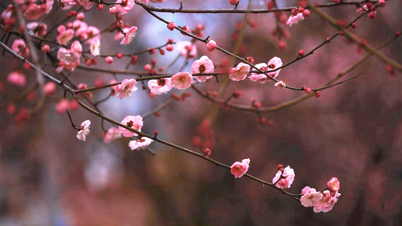 芷江：春梅花开 幸福绽放
